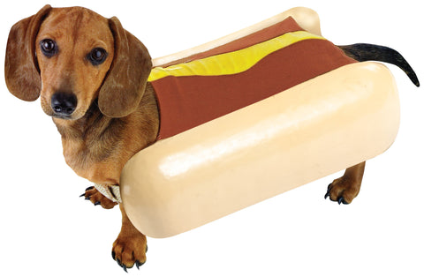 Charger's Tips for Keeping Pets Safe at Halloween