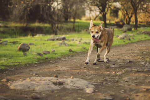 The Best Dog Parks in America to Visit With Your Pup