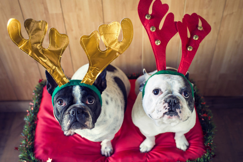 Last Minute Christmas Gift Ideas For Your Dog