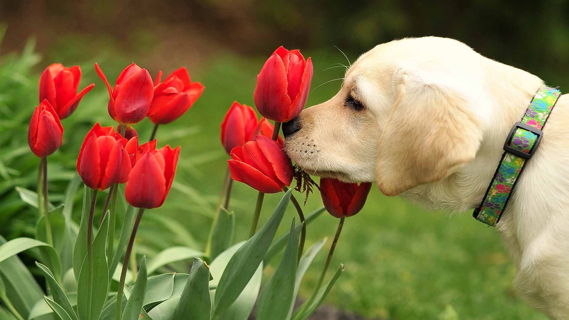 How Aromatherapy Can Help You (and Your Dog)