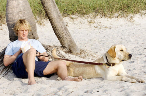 Our Favorite Dog Movies of All Time