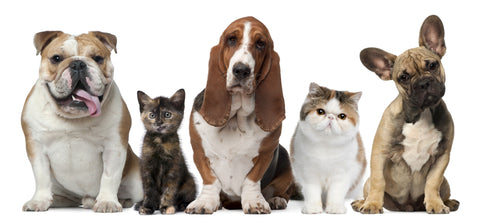 Awesome Ways To Celebrate National Pet Day