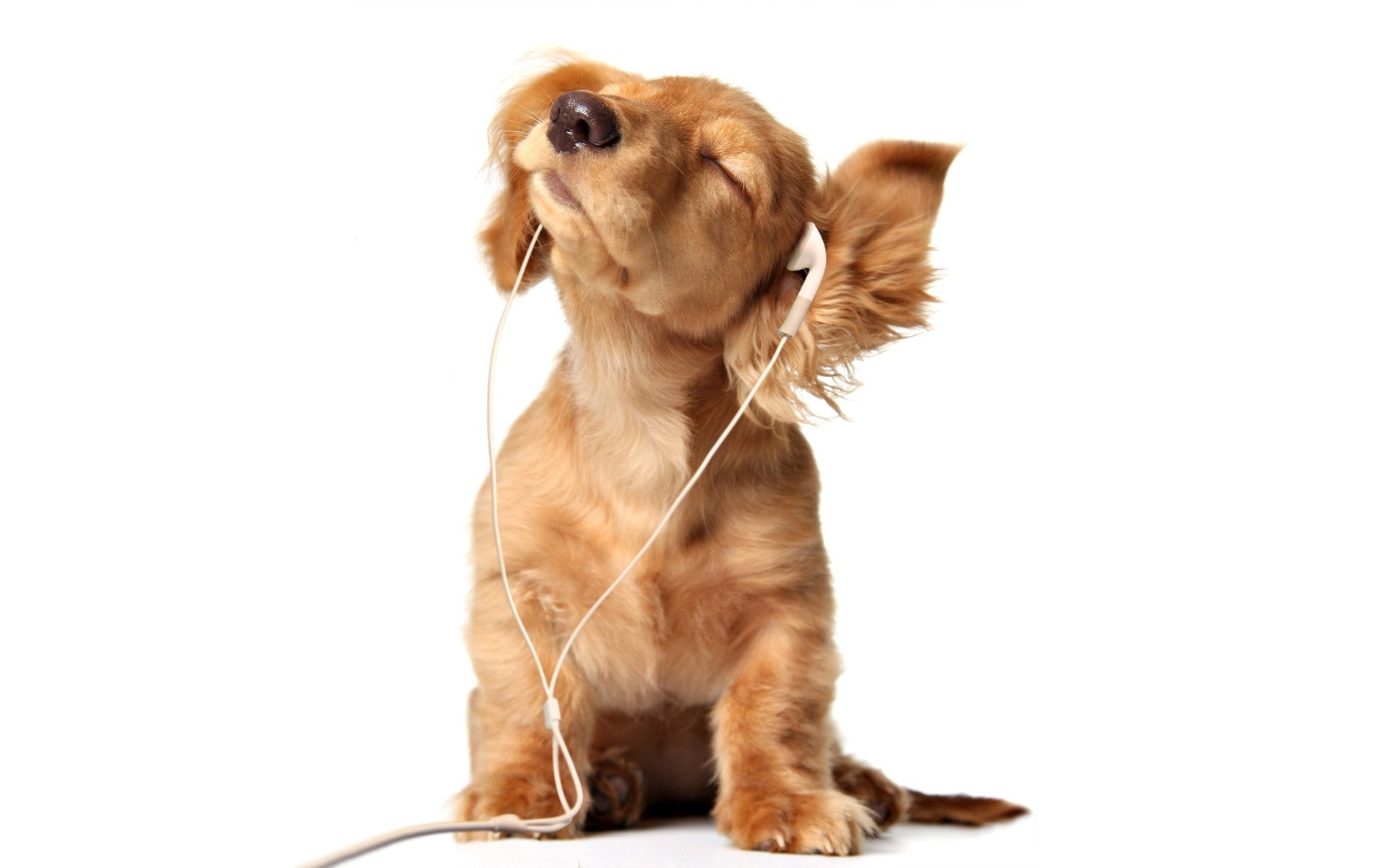 Can anti-anxiety music help your dog de-stress?