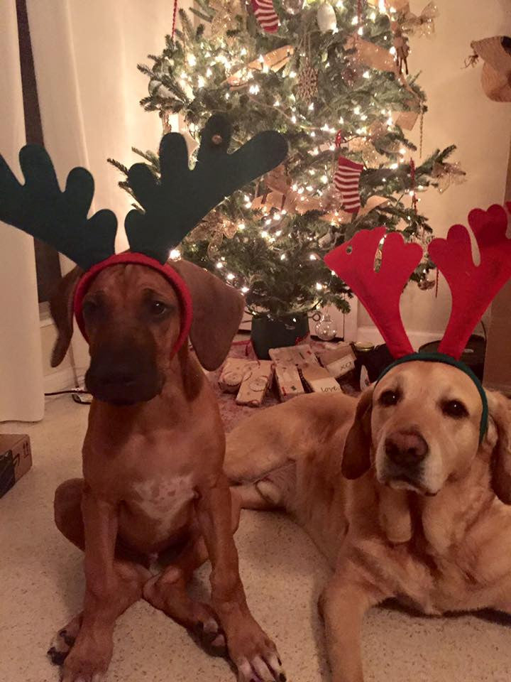 Safeguarding Your Pet This Holiday Season
