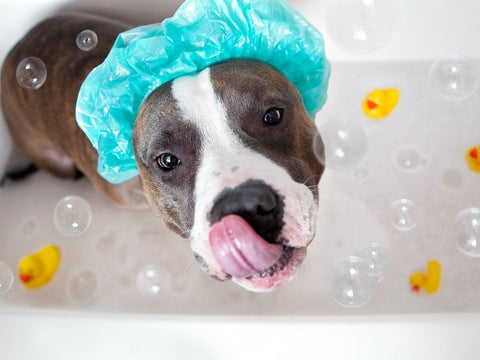 How To Make Your Dog Less Anxious At Bath Time