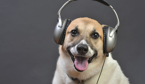 Using Music To Soothe Your Anxious Dog