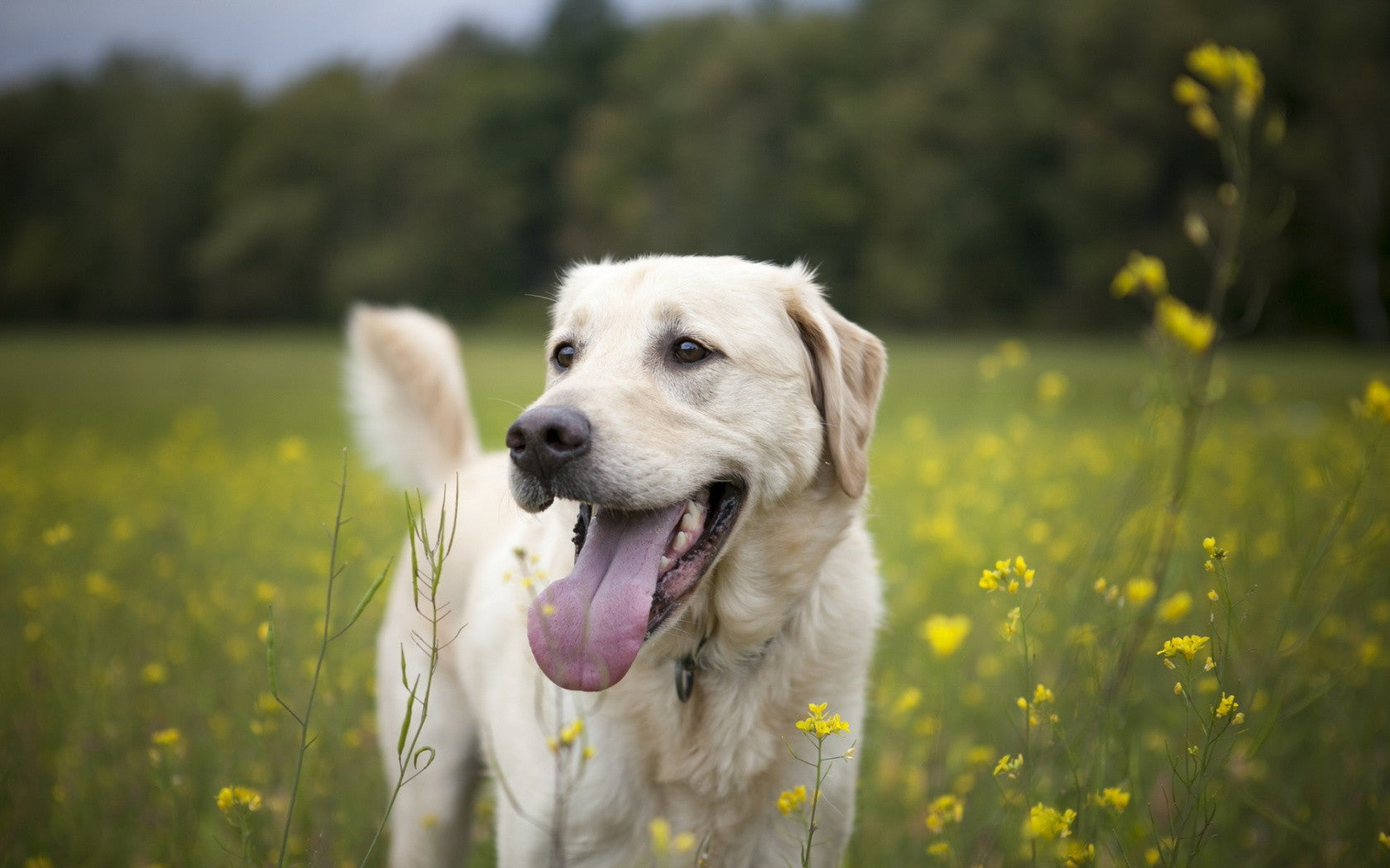 Holistic Therapies Your Dog Will Love | ZenCrate