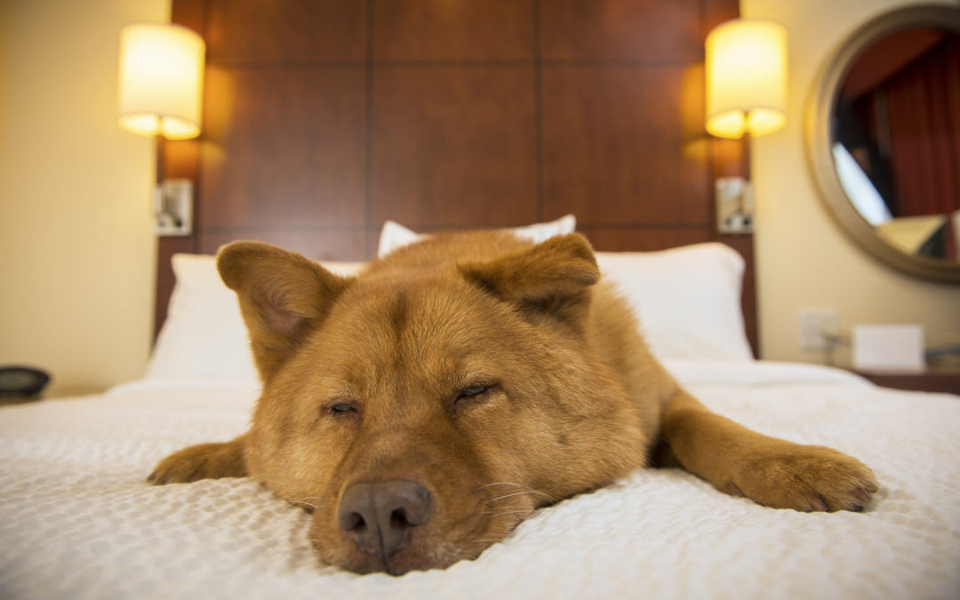 The Top Dog-Friendly Hotels in the US