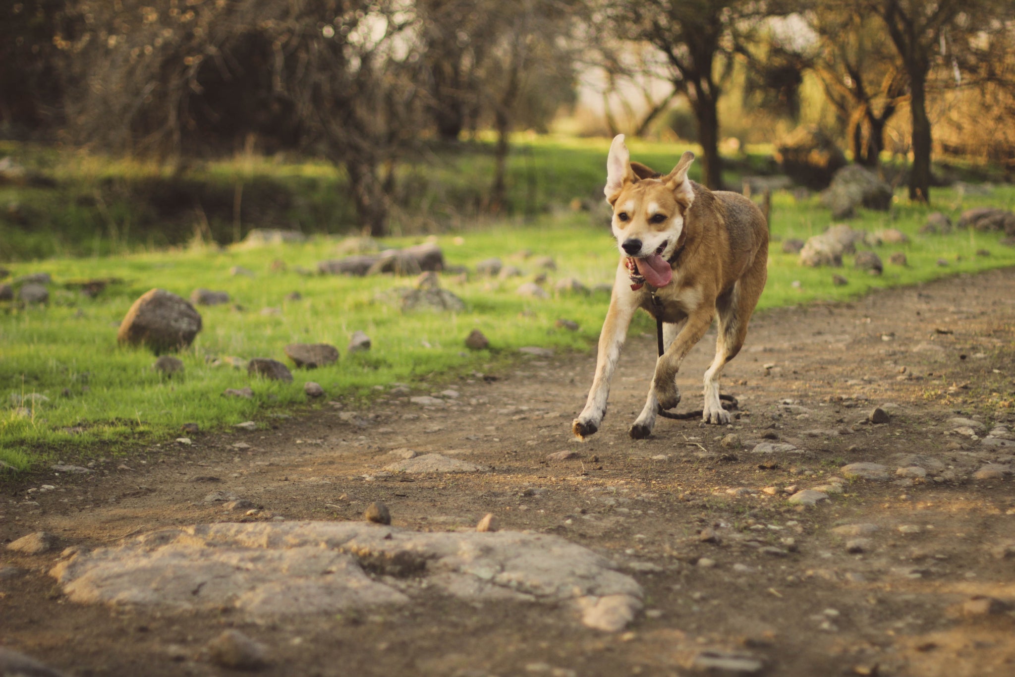 The Best Dog Parks in America to Visit With Your Pup