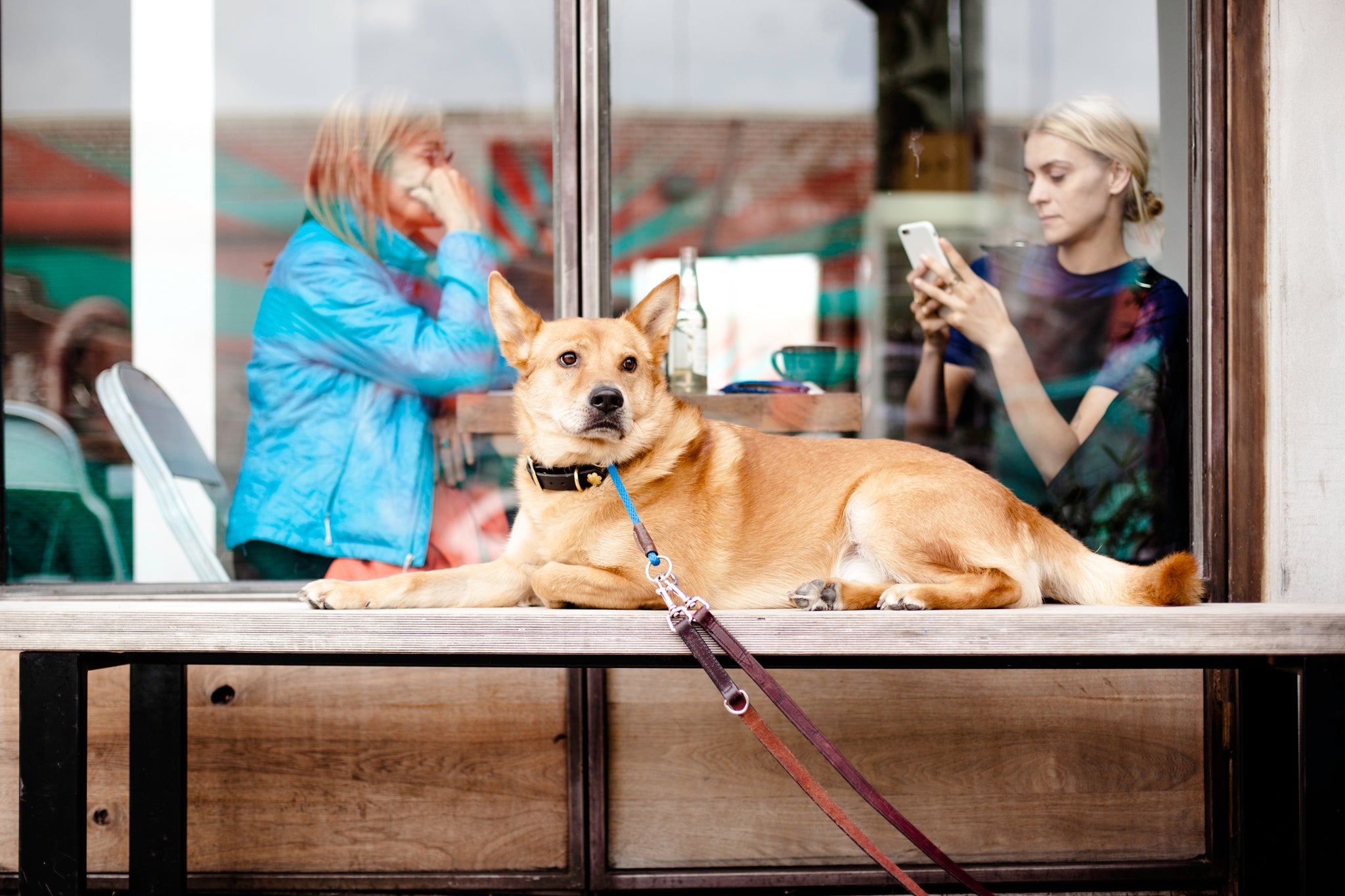 Dine Out with Your Dog: The Best Pet Friendly Restaurants