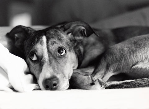 Most Common Causes of Anxiety in Dogs