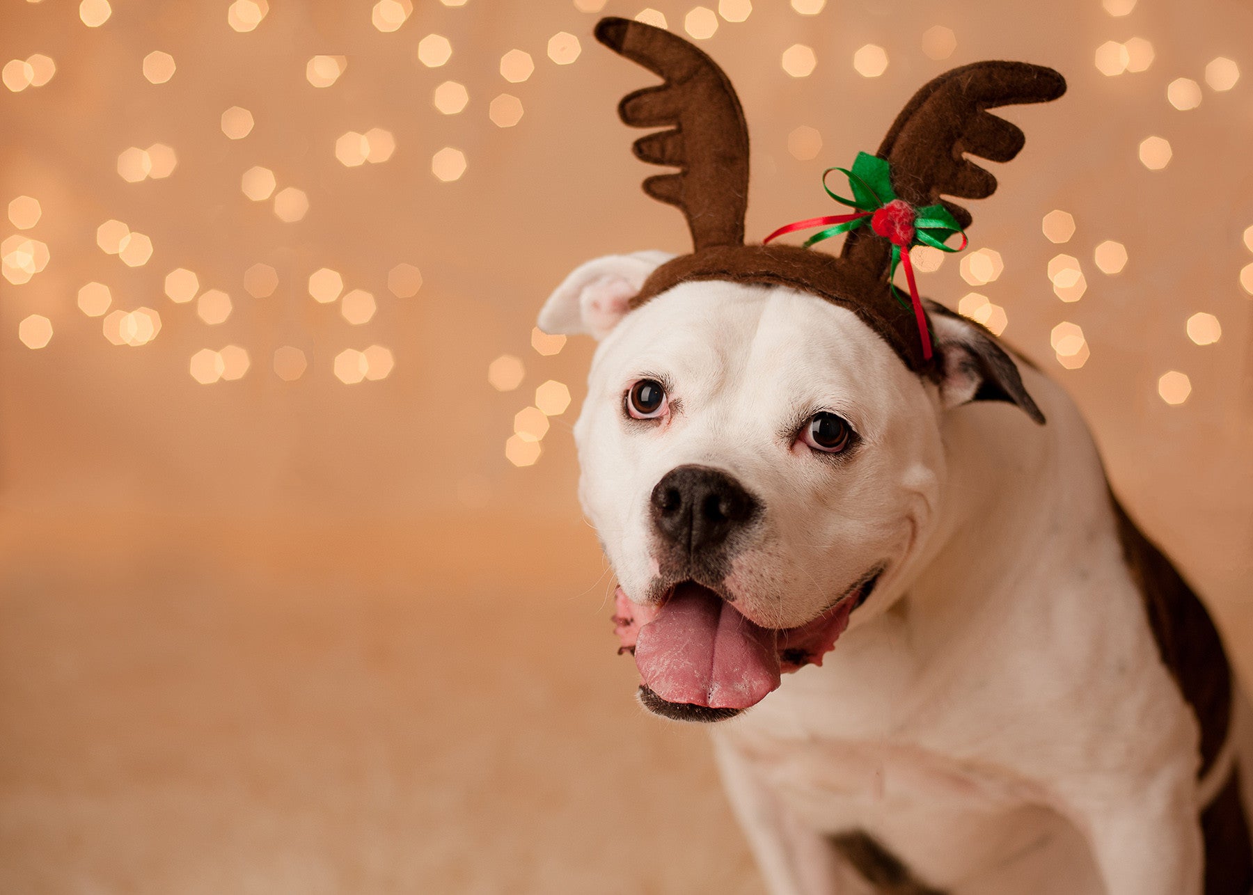 Tips for Reducing Dog Anxiety for the Holiday’s