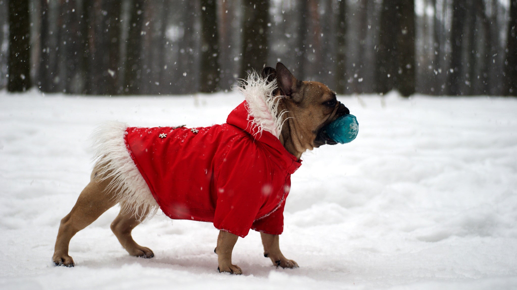 Our Favorite Pet Friendly Winter Getaways!