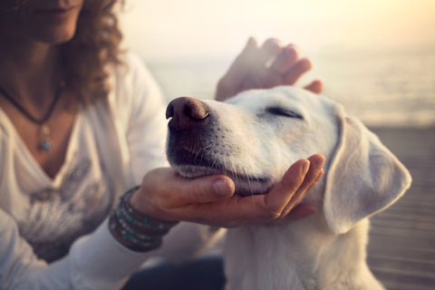 New Year’s Resolutions You Can Accomplish with Your Pet
