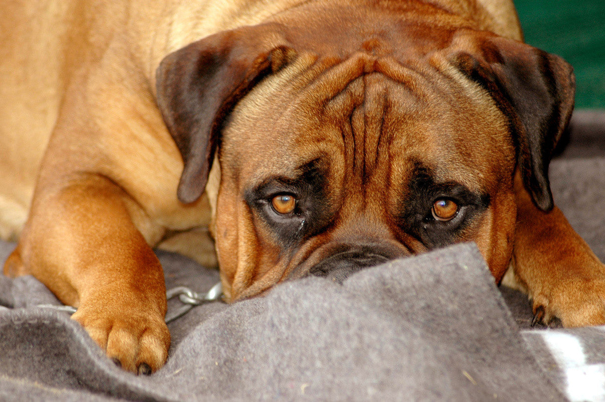 Dog Anxiety – Finding Relief for Anxious Dogs