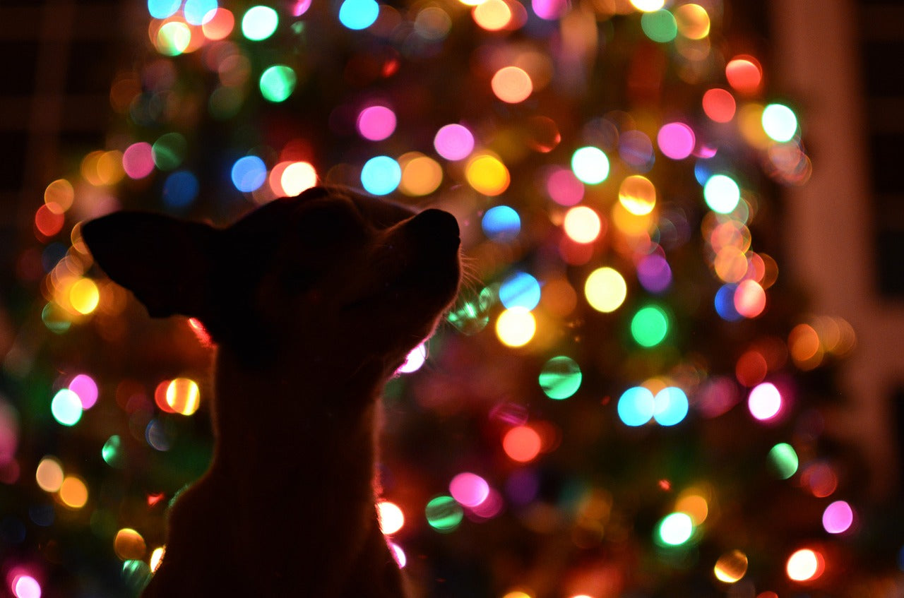 Fun Activities To Enjoy With Your Pup Over The Holidays