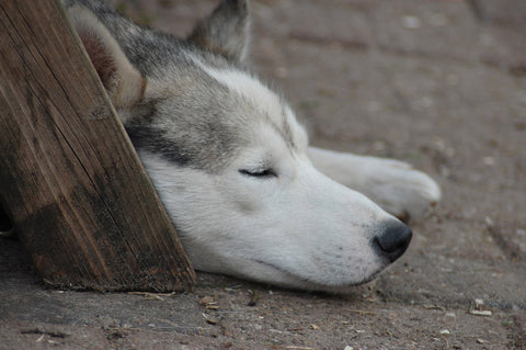 Why Every Dog Needs a Den