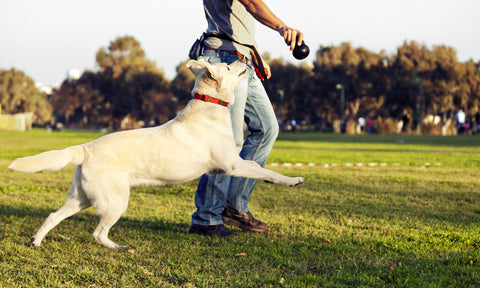 How to Keep Your Dog Happy & Healthy