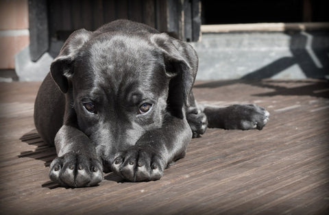 How To Crate Train a Puppy