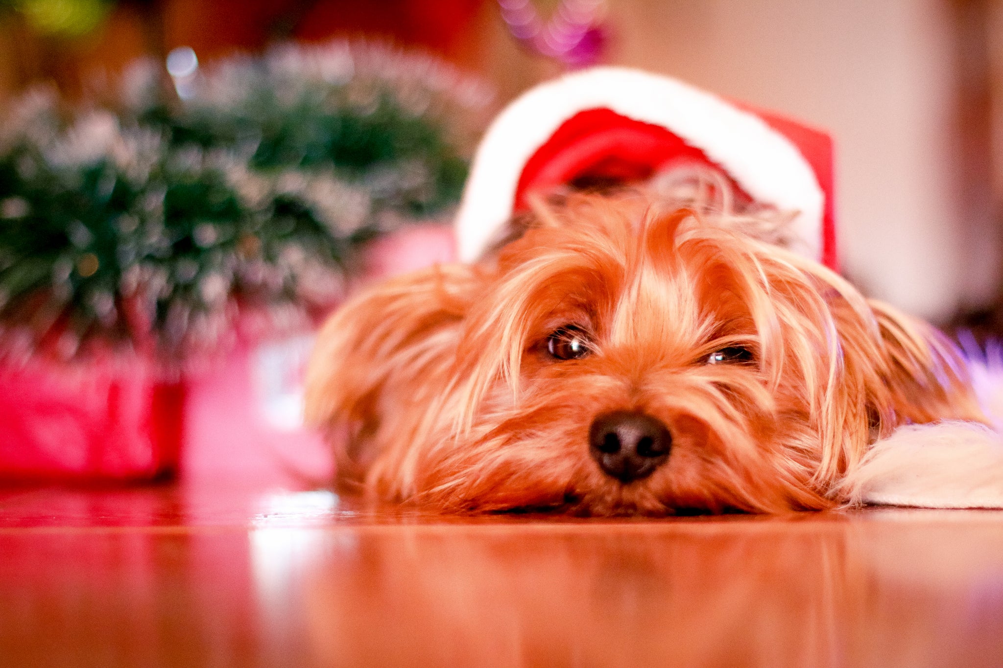 Holiday Tips with Dogs In Mind