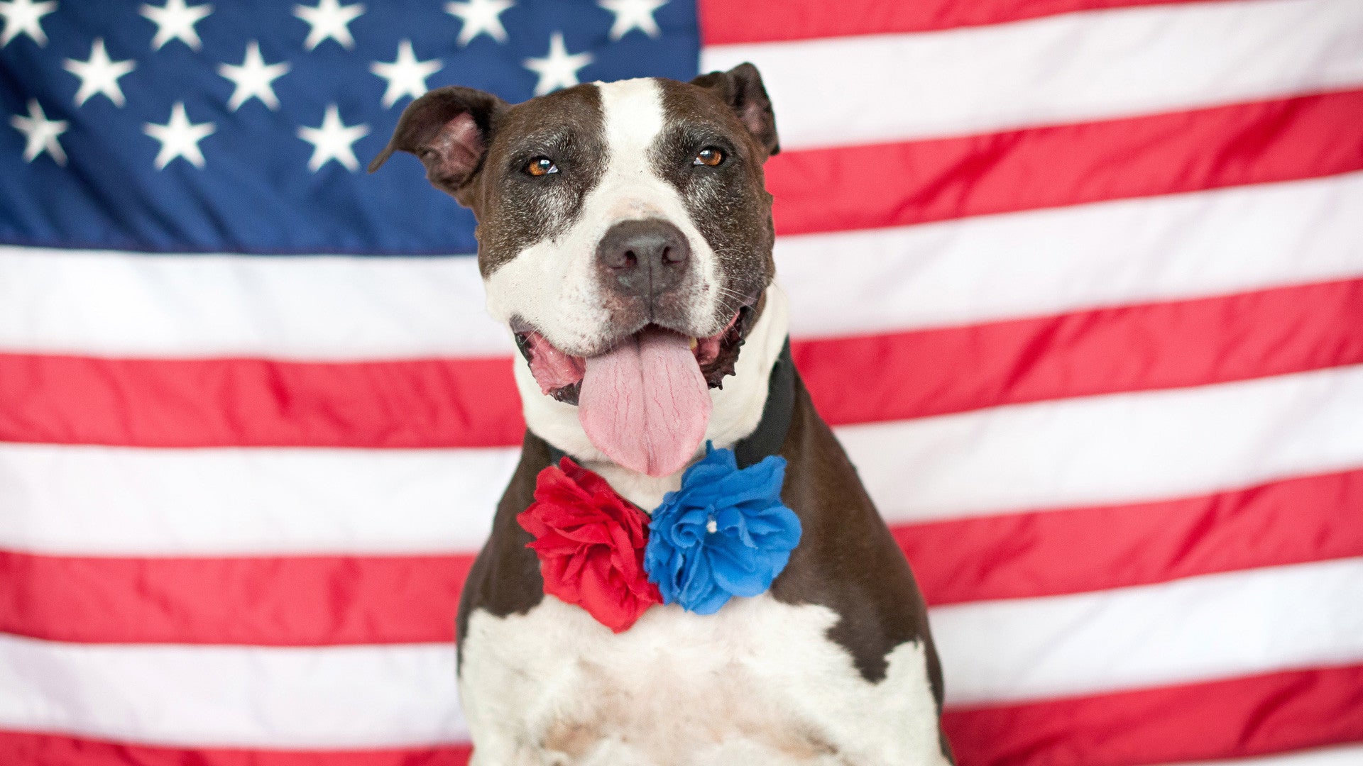The 4th of July is Stressful for Dogs and Dog Owners Alike, But it Shouldn’t Be!