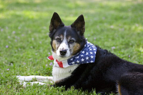Help Your Dog Have a Safe, Happy Fourth of July!